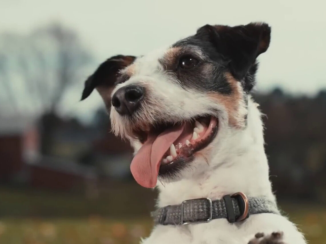 Inside The Mind of A Dog - 2024 - Documentary
