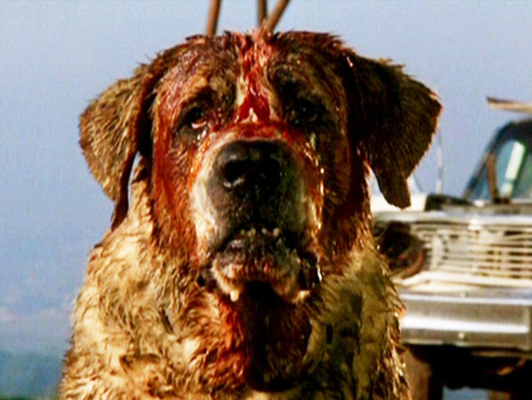 CUJO - Stephen King - Lewis Teague - 1983
