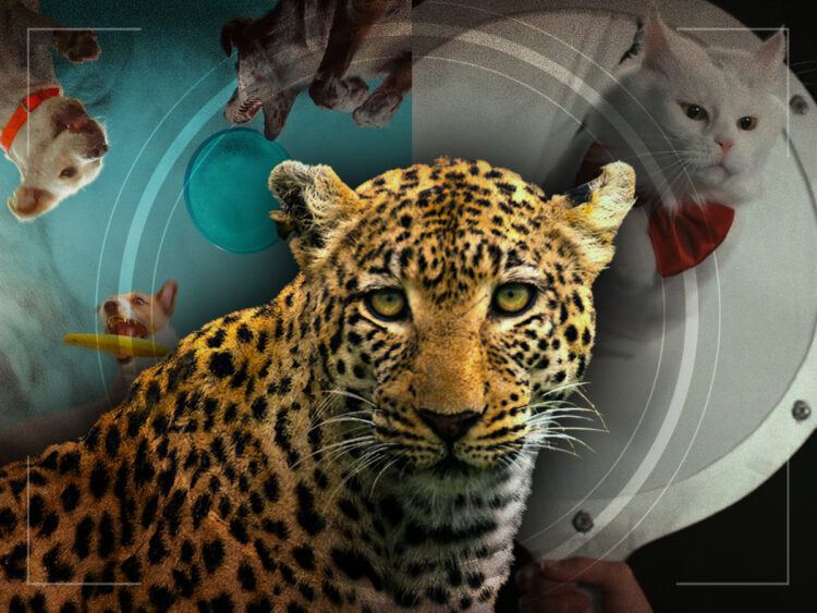 The five animal documentaries you need to watch on Netflix