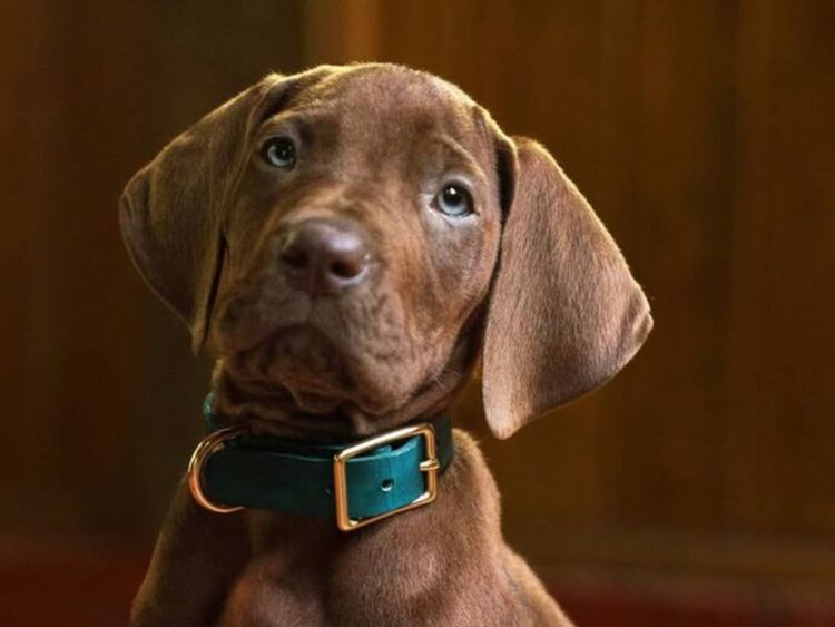 Scooby Doo - Best of Netflix